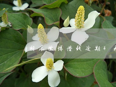 新浪微博借钱逾期4天 新浪微博借钱逾期4天