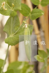新浪微博贷款500逾期了 新浪微博贷款500逾期了