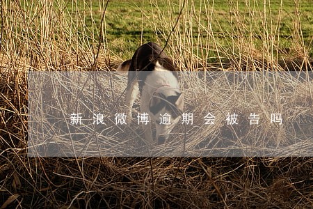 新浪微博逾期会被告吗 新浪微博逾期会被告吗