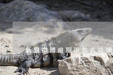新浪微博逾期该怎么处理 新浪微博逾期该怎么处理