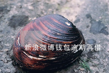 新浪微博钱包逾期再借 新浪微博钱包逾期再借