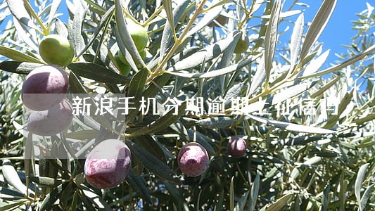 新浪手机分期逾期上征信吗