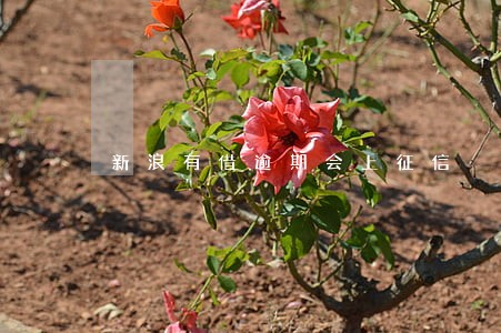 新浪有借逾期会上征信 新浪有借逾期会上征信