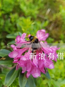 新浪有借逾期几天打联系人电话 新浪有借逾期几天打联系人电话
