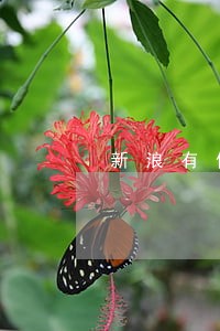 新浪有借逾期四天 新浪有借逾期四天
