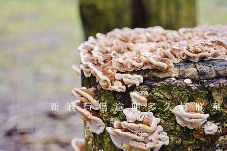 新浪有借逾期多久打联系人电话 新浪有借逾期多久打联系人电话