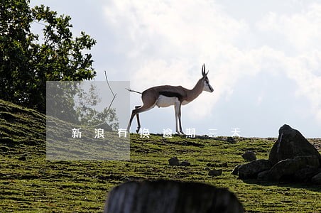 新浪有换逾期三天 新浪有换逾期三天