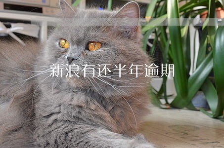 新浪有还半年逾期 新浪有还半年逾期