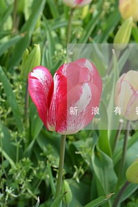 新浪有钱有没有逾期三天的 新浪有钱有没有逾期三天的