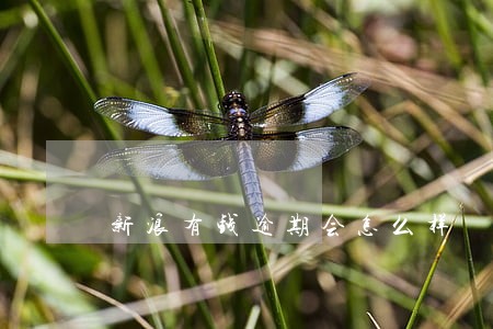 新浪有钱逾期会怎么样 新浪有钱逾期会怎么样