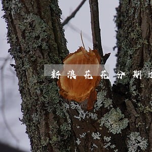 新浪花花分期逾期一天会怎么样 新浪花花分期逾期一天会怎么样
