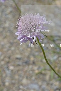 新浪逾期怎么催收 新浪逾期怎么催收