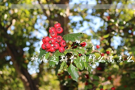 新浪逾期费用那么高怎么办 新浪逾期费用那么高怎么办