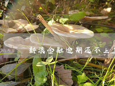 新浪金融逾期还不上怎么协商 新浪金融逾期还不上怎么协商