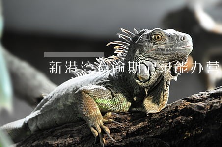 新港湾有逾期记录能办营业执照吗 新港湾有逾期记录能办营业执照吗