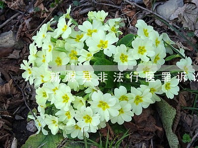 新源县非法行医罪诉讼律师 新源县非法行医罪诉讼律师