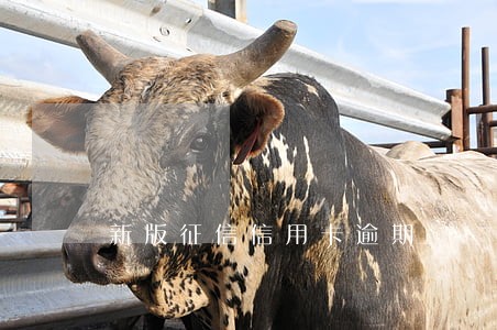 新版征信信用卡逾期