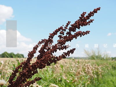 新版征信报告逾期记录在哪 新版征信报告逾期记录在哪
