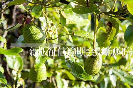 新版征信逾期会影响购房吗 新版征信逾期会影响购房吗