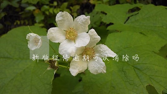 新版征信逾期可以消除吗