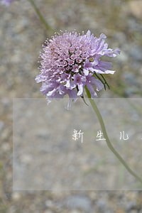 新生儿上户逾期罚款 新生儿上户逾期罚款