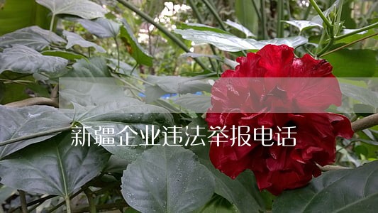 新疆企业违法举报电话 新疆企业违法举报电话