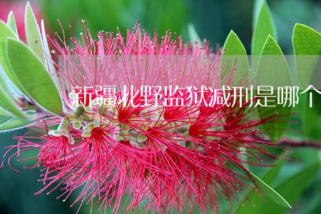 新疆北野监狱减刑是哪个法院审批