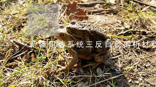 新疆司法系统三反自我剖析材料 新疆司法系统三反自我剖析材料
