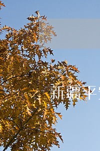 新疆平安普惠有逾期的吗