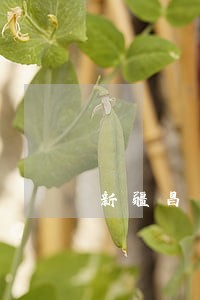 新疆昌吉法院传票 新疆昌吉法院传票