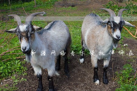 新疆网络音乐侵权律师在线咨询 新疆网络音乐侵权律师在线咨询