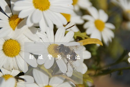 新疆警察司法 新疆警察司法