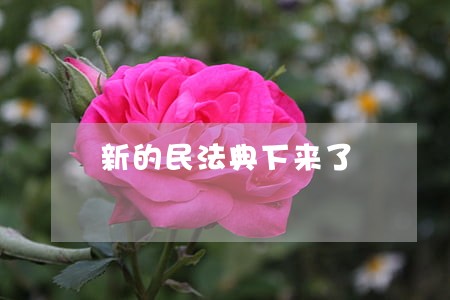 新的民法典下来了