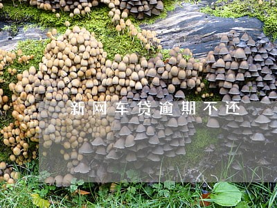新网车贷逾期不还