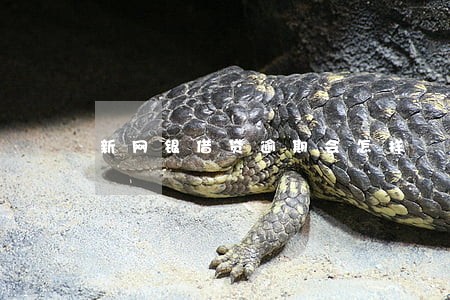 新网银借贷逾期会怎样 新网银借贷逾期会怎样