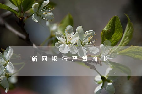 新网银行严重逾期 新网银行严重逾期