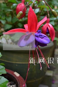 新网银行车贷逾期有人要收车 新网银行车贷逾期有人要收车