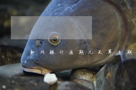 新网银行逾期几天算逾期 新网银行逾期几天算逾期