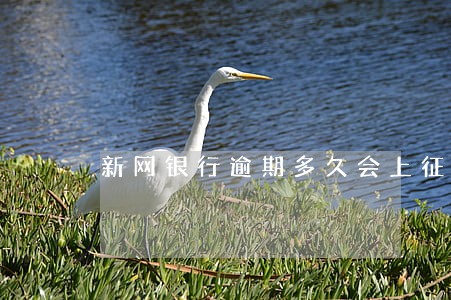 新网银行逾期多久会上征信 新网银行逾期多久会上征信