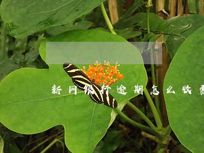 新网银行逾期怎么收费 新网银行逾期怎么收费