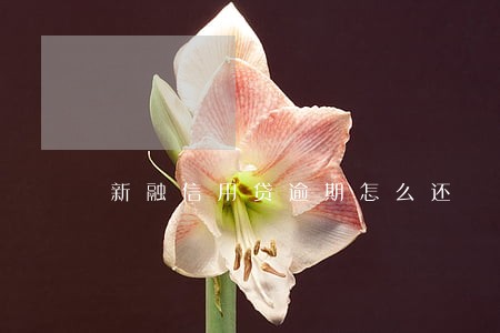 新融信用贷逾期怎么还 新融信用贷逾期怎么还