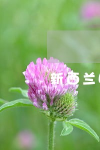 新西兰因病逾期滞留上诉 新西兰因病逾期滞留上诉