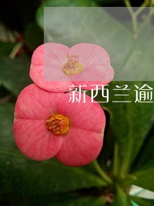 新西兰逾期居留自动离境 新西兰逾期居留自动离境