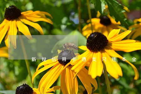 新规信用卡透支只还本金 新规信用卡透支只还本金