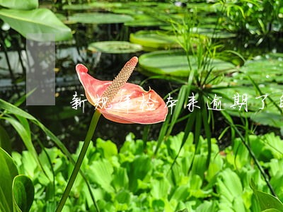新规年检本来逾期了自动续期