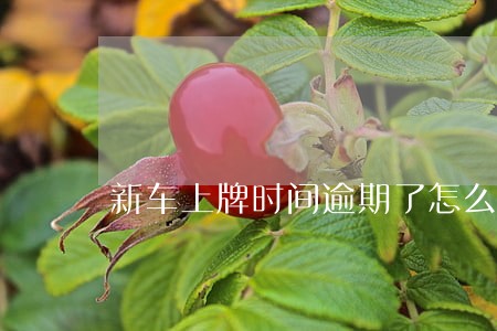 新车上牌时间逾期了怎么办 新车上牌时间逾期了怎么办