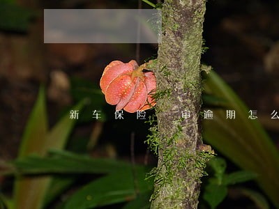 新车保险一审逾期怎么办 新车保险一审逾期怎么办
