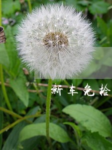 新车免检逾期保险公司理赔吗 新车免检逾期保险公司理赔吗