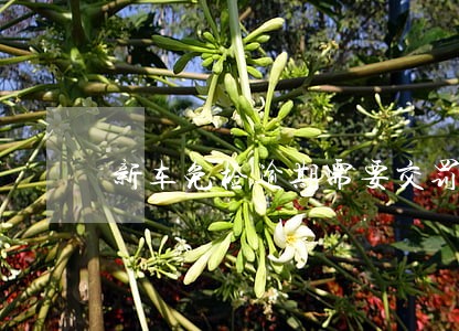 新车免检逾期需要交罚款吗 新车免检逾期需要交罚款吗