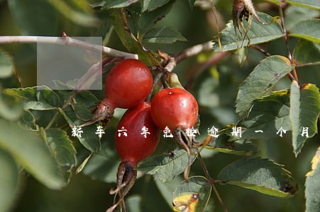 新车六年免检逾期一个月 新车六年免检逾期一个月